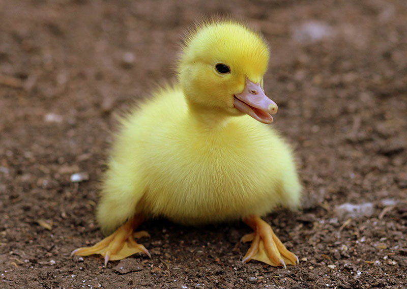 Enten Bilder Süß: Tauche ein in die Welt der niedlichen Enten!